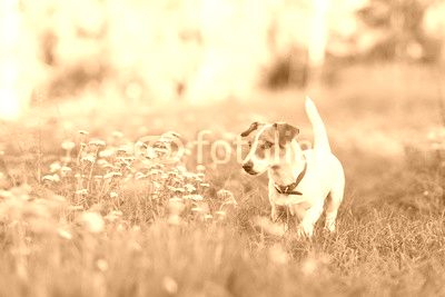 Jack Russell Terrier puppy in the grass