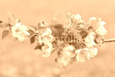 apple blossom