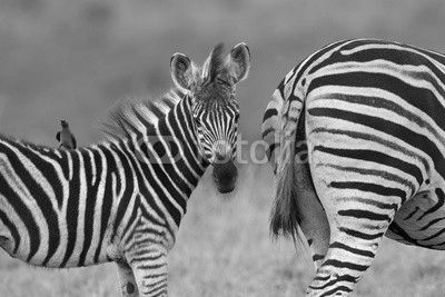 Burchell's zebra (Equus quagga burchellii)  Natal S. Africa