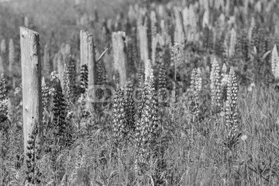 Prince Edward Island Lupins