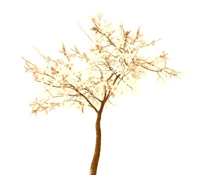 cherry spring tree with large white blooms