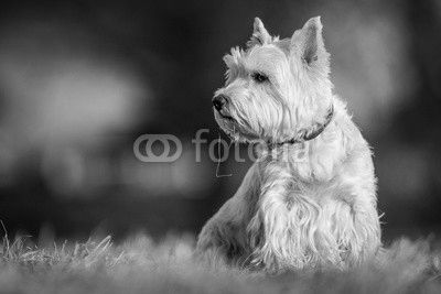 westie dog
