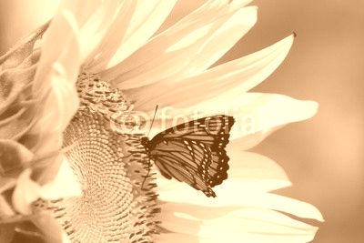 Monarch on Sunflower