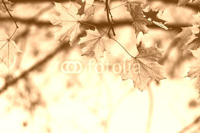 autumn leaves on sky