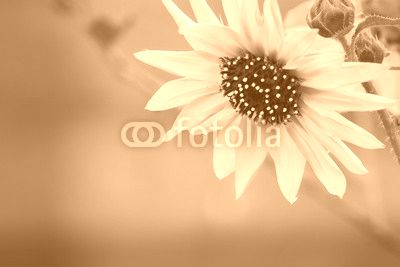 Sunflower Droplets
