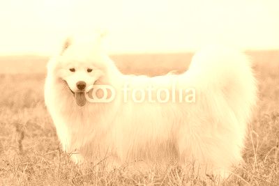 Samoyed puppy