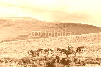 Icelandic horses