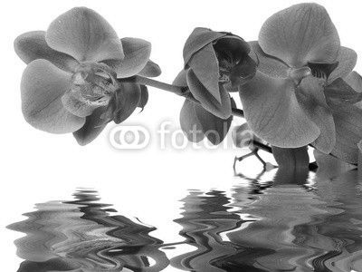 reflet d'orchidée