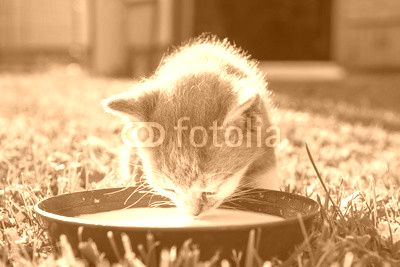 Cute cat drinks milk