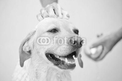 Dog in bathroom
