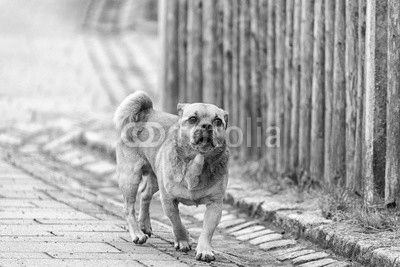 Little brown pug mixed dog on the walkway