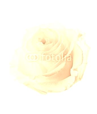 Bud of a white rose. isolated