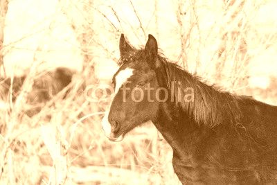 a horse in a pasture in winter