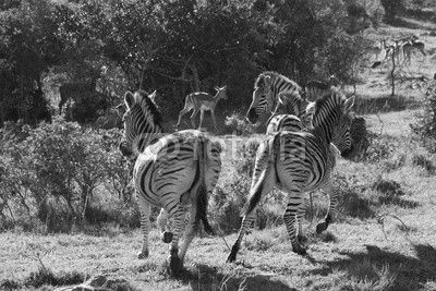Zebras in African landscape