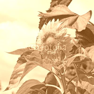 Sonnenblume, Helianthus annuus