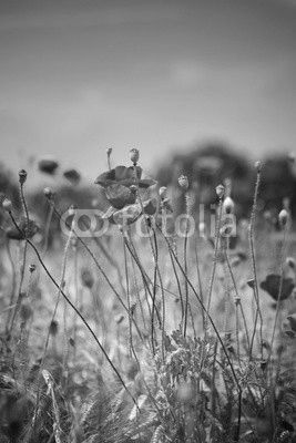 Corn poppies