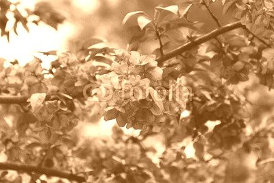 Pink Crab apple flowers