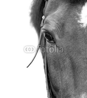 Bay horse close up on a white background.