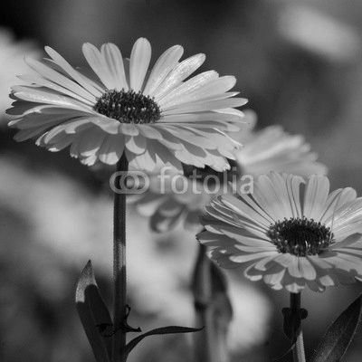 Marigold (Calendula officinalis)