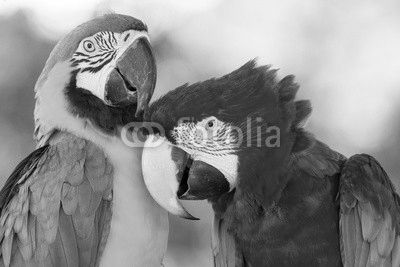 parrots