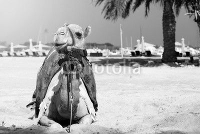 White camel.