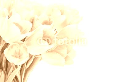 Pink tulips isolated over white background