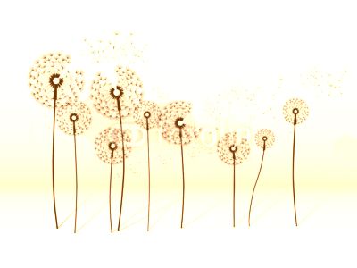 dandelion