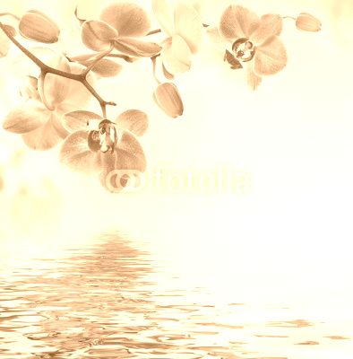 Floral background of tropical orchids