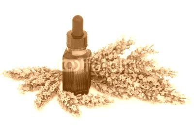 Lavender Herb Flowers