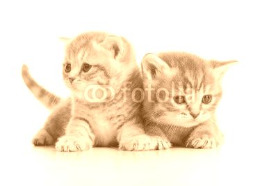 small Scottish kittens