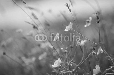 Close up image of vibrant buttercups in wildflower meadow landsc