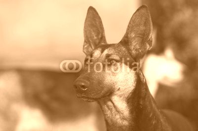shepherd