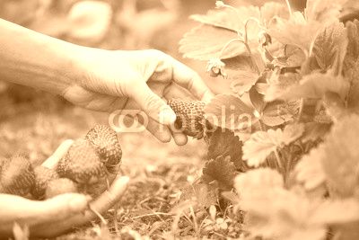 hands with fresh strawberries
