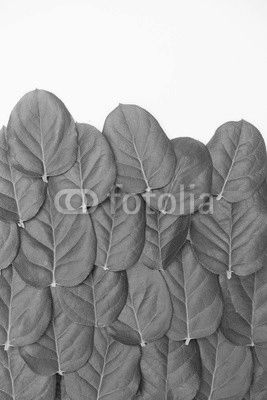 lime leaves