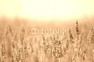 Summer Meadow with Flower. Lavender.