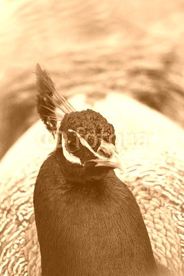 Head of blue peacock with impressive headdress.