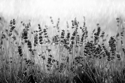 Lavendel im Regen