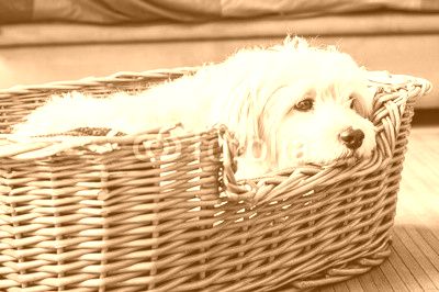 White dog relaxing