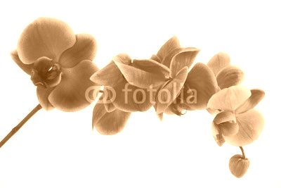orquídea