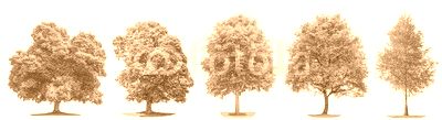 Set trees maple, oak, birch, chestnut. Isolated objects