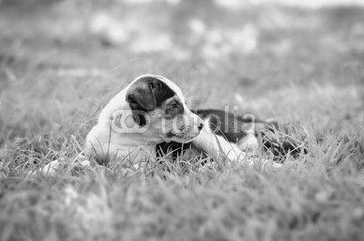 cute Beagle puppy happy over the meadow and sunshine