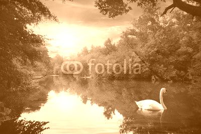 Swan in the autmn