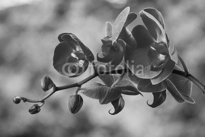 red orchid flower on blur background