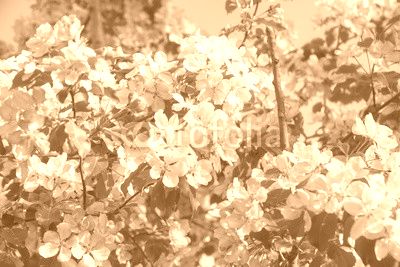 pink apple flowers, spring background