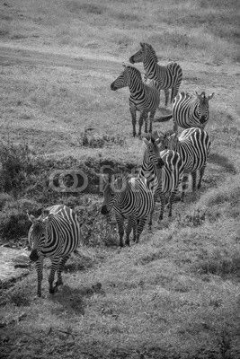 Line of Zebras, Ngorongoro Crater, Tanzania