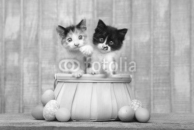 Cute Pair of Kittens Inside an Easter Basket
