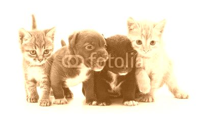 Kittens and puppies.