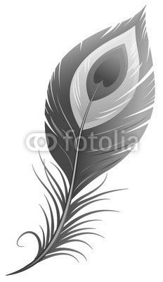 Peacock feather