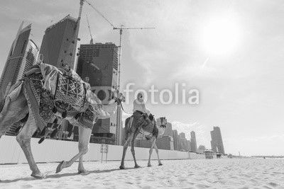 Tour guide offering tourist camel ride on Jumeirah beach on in Dubai, United Arab Emirates. Luxury Dubai Marina skyscrapers in background.