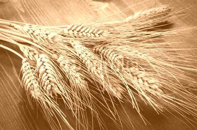 Spighe di grano